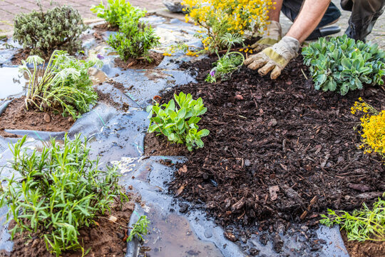 Installing weed control fabric material and mulching in small frontyard