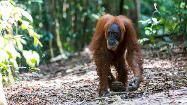 Orangutan in Sumatra, Gunung Leuser National Park