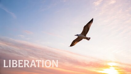 Fototapeta premium Seagull Soaring in a Bright Dawn Sky