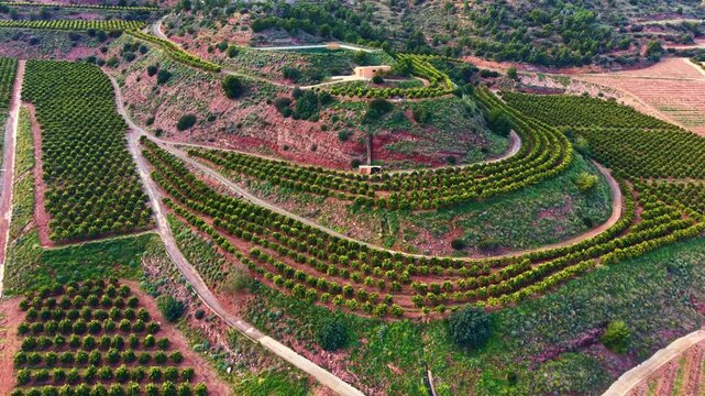 Rows of orange trees cover the land in an agricultural region. Paths weave through the trees as workers care for the plants under clear skies.