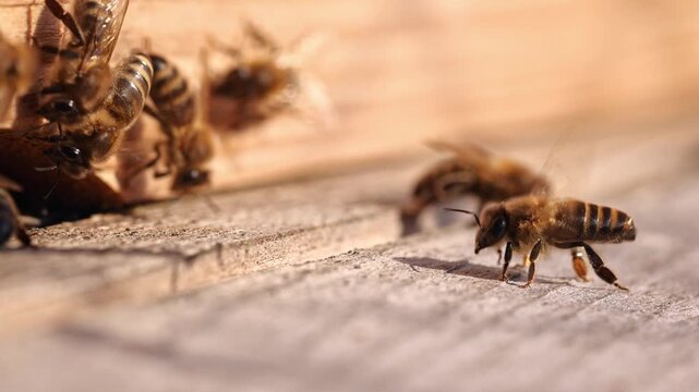 Honey bee fanning wings with exposed Nasonov gland at hive entrance