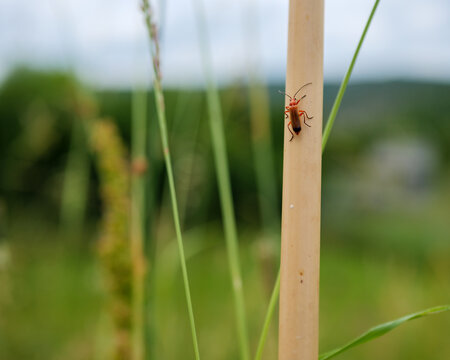 Red Soldier Beetle On Reed Stem With Soft Summer Bokeh