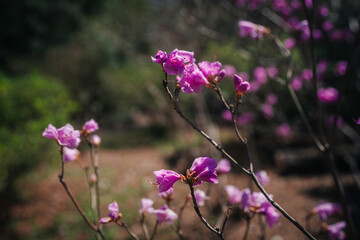 Fototapeta premium A close-up shot of vibrant pink azalea blossoms against a blurred, dark green background, capturing a moment of delicate beauty.