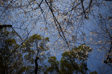 Obraz premium Overhead view of cherry blossom trees against a blue sky, with hints of new green foliage emerging. A serene springtime scene.