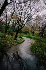 Fototapeta premium Rainy day in a park. A wet path leads through a dark, tree-lined garden with buildings visible in the distance. Moody and atmospheric.