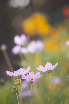 Delicate pink cosmos flowers standing tall in a cottage garden