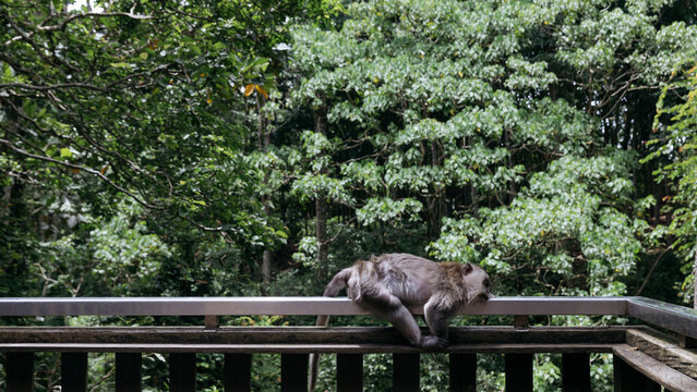 Long tailed macaque (Macaca fascicularis) around Indonesia and Malasya amongst the population