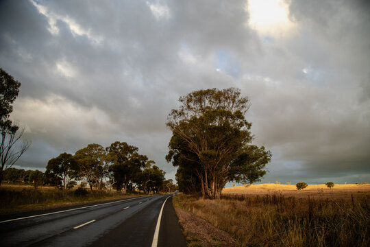 Scenic country road winding passing by eucalyptus trees under dramatic stormy skies