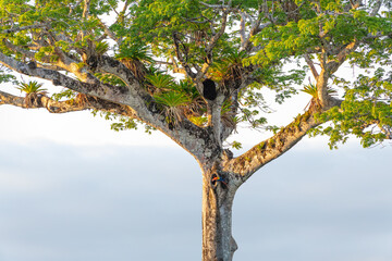 Scarlet Macaw (Ara macao) sitting on its nest hole in a giant Ceiba tree (Ceiba pentandra). Osa Peninsula, Puntarenas, Costa Rica. © jiriviehmann