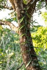 Fototapeta premium Wild vanilla orchid (Vanilla planifolia) climbing a mossy tree trunk in the tropical rainforest. Osa Peninsula, Puntarenas, Costa Rica.