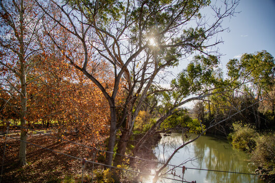 Sunlight streams through bare branches of a large tree onto a tranquil river in autumn