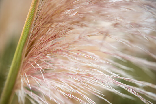 pink and cream ornamental grass
