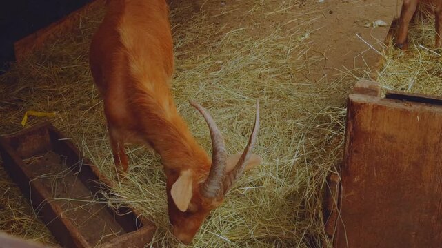 Goats in the zoo, goat, goats in the enclosure