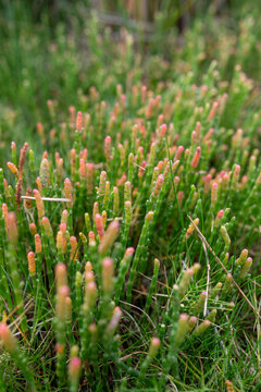 Pink and green beaded samphire