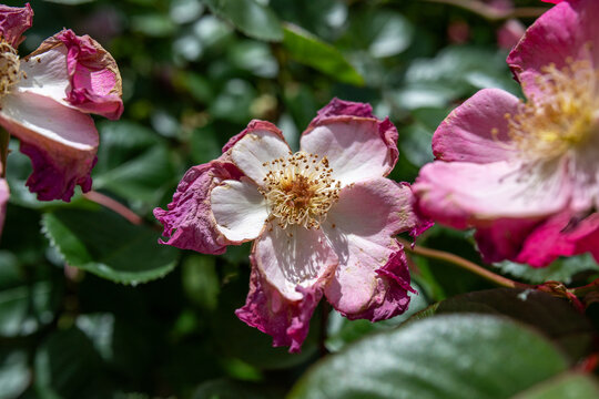 Dying pink rose flower