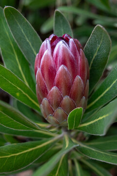 Flower head on protea shrub
