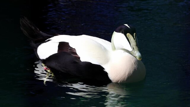 Male eider duck with distinctive black and white plumage swims gracefully in calm water, showcasing its vibrant colors and unique features in a natural setting