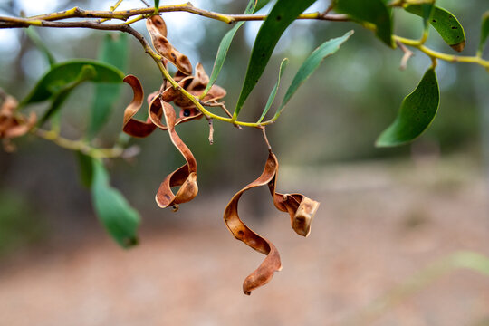 Curly seed pod hanging on acacia bush