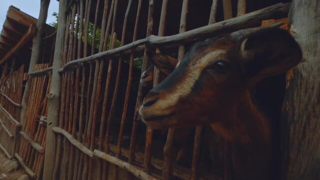 A girl feeds goats, goats in a zoo, a goat, goats in an aviary