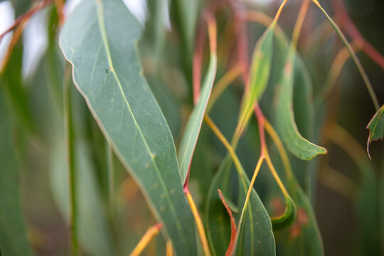 Colours of a eucalypt tree