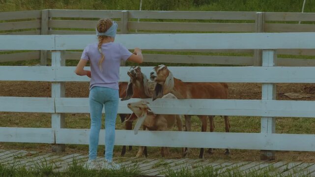 A girl feeds goats, goats in a zoo, a goat, goats in an aviary
