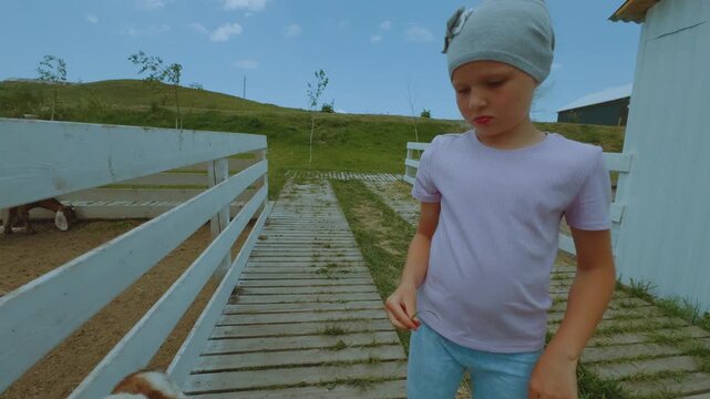 A girl feeds goats, goats in a zoo, a goat, goats in an aviary