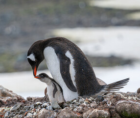 Gentoo penguin nest in  Antarctic Peninsula. © MarceloAugusto