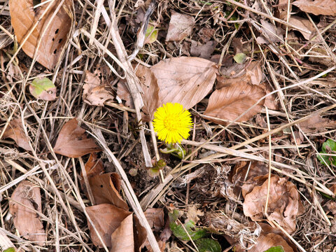 Blooming coltsfoot in spring.