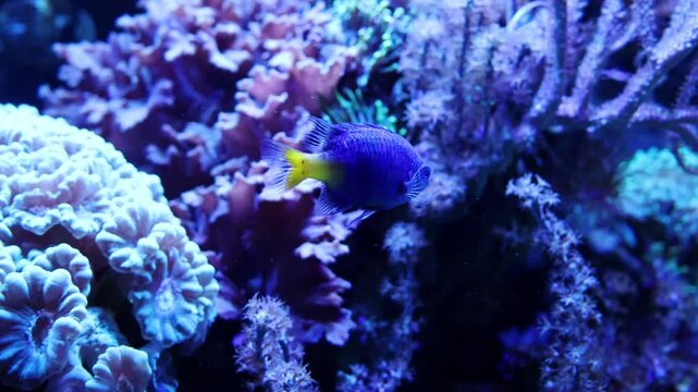 Colorful fish with yellow tail swims gracefully through vibrant coral reef, showcasing diverse marine life in a stunning underwater environment