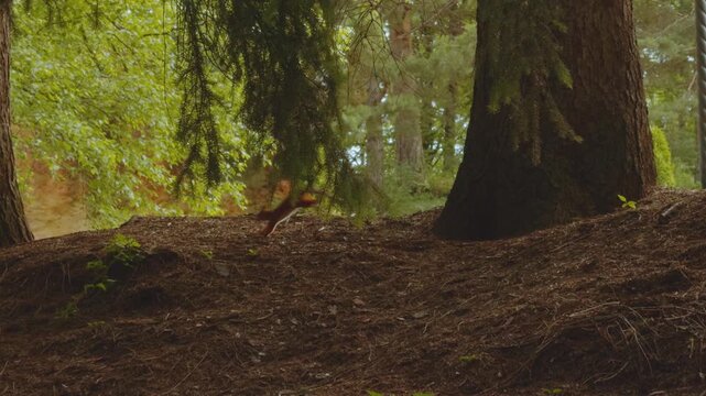 A squirrel runs in the park, a squirrel in the forest