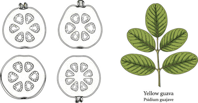 Botanical Yellow Guava Vector Illustration Featuring Fruit Slices and Leaves Hand Drawn Vintage Engraving Style Isolated Plant Collection