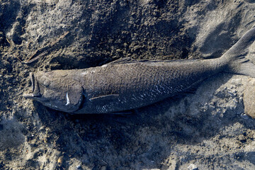Obraz premium A dead fish from fishing lies on the sandy beach in Karekar Beach, Auckland, New Zealand. The fish is covered in sand