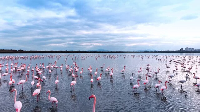 Footage over the heads of graceful pink flamingos. Large flock of wild birds in water on cloudy day.