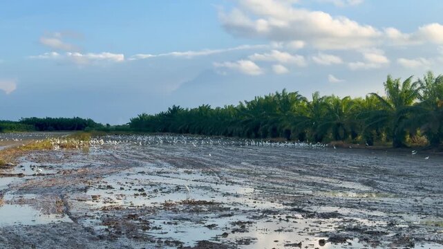 Cinematic 4K aerial view of the famous abandoned Twin Houses in Thale Noi wetlands with white birds sitting in water near Chaloem Phra Kiat road bridge in Phatthalung Thailand at daytime
