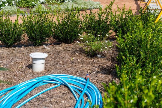 Blue coiled garden hose on wood chip mulch near boxwood hedges and PVC sewer pipe cleanout in