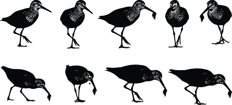 Shorebird silhouette set, wading bird icons, sandpiper and curlew hunting for food, black bird silhouettes isolated on white background, comma.