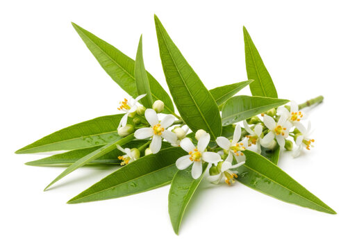 Macro photograph of a fresh green branch with small white flowers and lanceolate leaves, isolated on a white background, representing nature and botanical beauty.