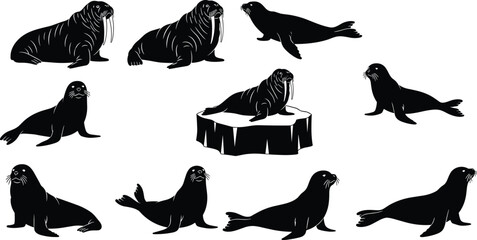 Set of walrus and seal silhouettes featuring arctic marine animals in various poses including swimming sitting and resting isolated on white background © Tanzila