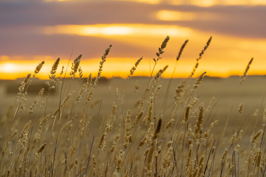 Dried grain crop heads in a field with a glowing sunset behind