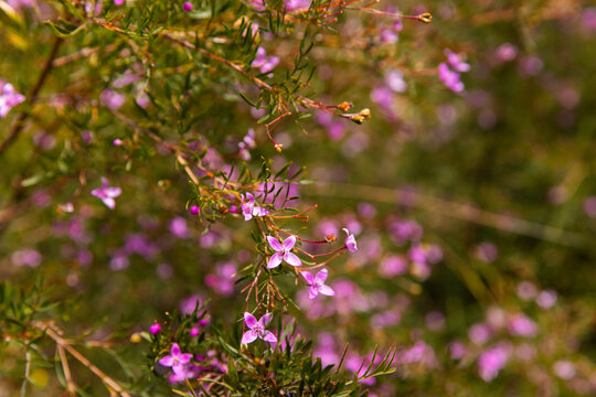 Wide Bay Boronia flowering on K'gari