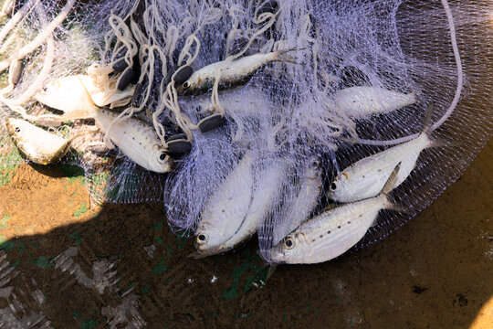 silver spotted bait fish caught in a cast net