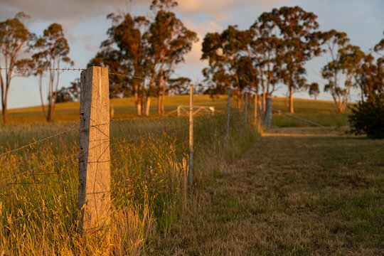 Farm Fence Running Through Rural Farmland in Late Afternoon Light, New South Wales Australia