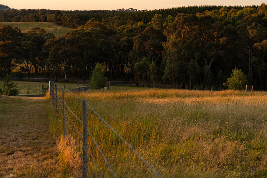 Farm Fence Running Through Rural Farmland in Late Afternoon Light, New South Wales Australia