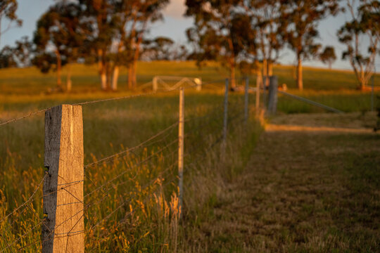Farm Fence Running Through Rural Farmland in Late Afternoon Light, New South Wales Australia