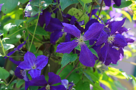 Waldreben (Clematis) auch Klematis mit blauen Bl&uuml;ten 