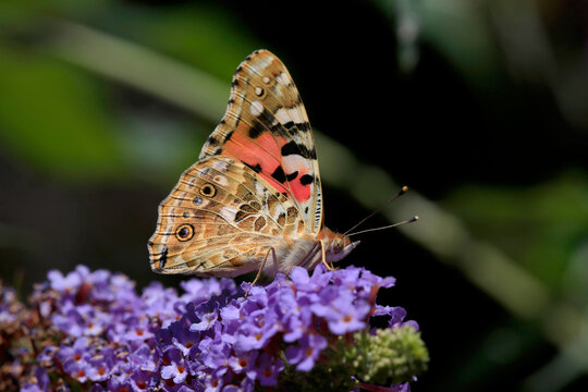Distelfalter (Vanessa cardui) auf blauer Bl&uuml;te 