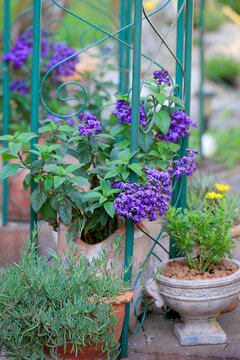 Vanilleblume (Heliotropium arborescens) im Garten 