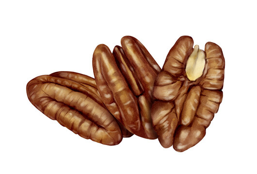Pecan nuts with kernels hand drawn watercolor drawing illustration. Detailed food object for packaging, menu, label, textile print, postcard and branding design for organic product.