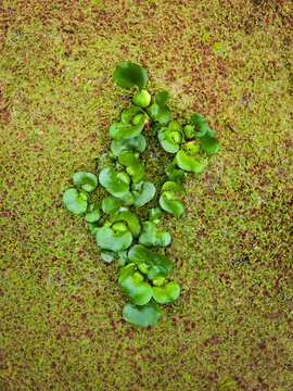 Water hyacinth floats on aquatic plants, often called azolla pinnata, resting in a pond. A natural aquatic landscape.