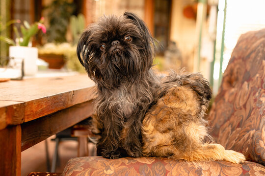 Small scruffy dogs with dark fur and a beard sits on a patterned chair in outdoor patio
